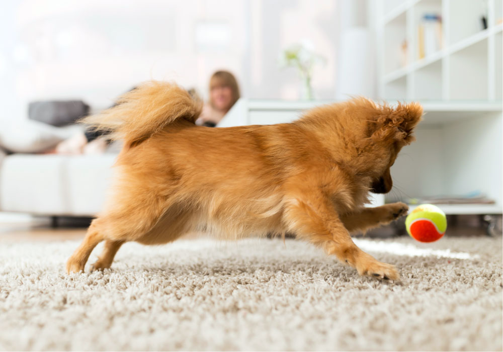 ペットの足音対策に最適